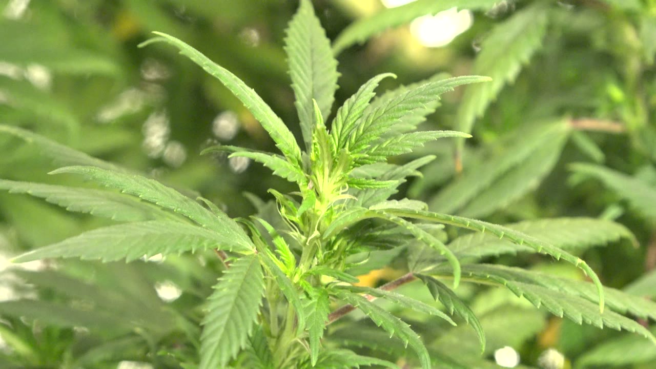 Close green cannabis plant leaves under indoor light.