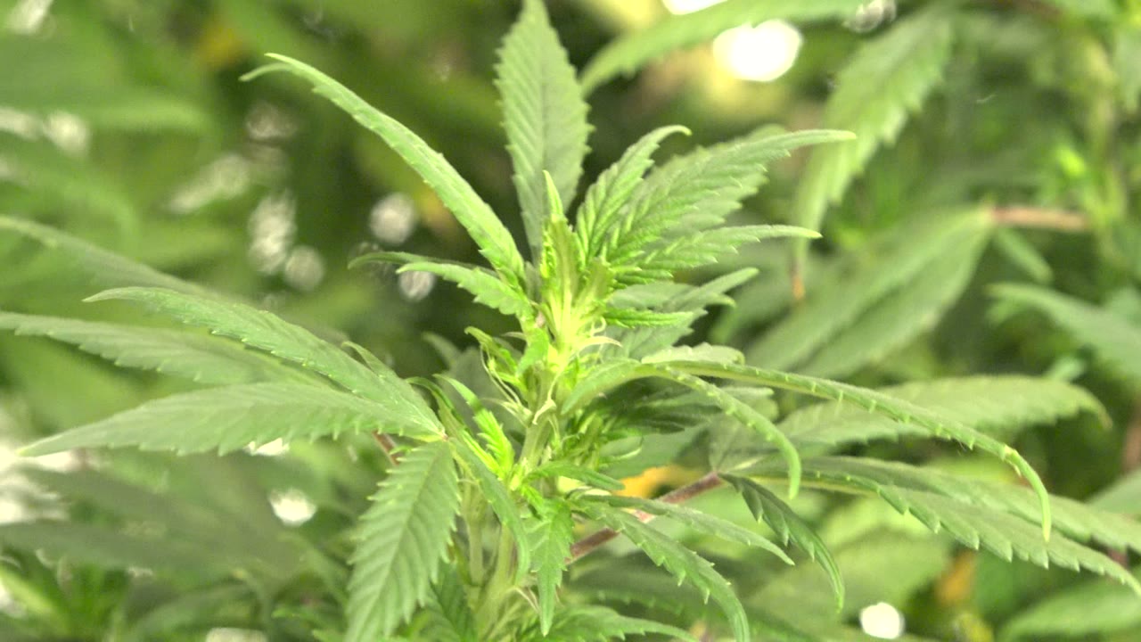 A cannabis plant top remains centered, with serrated leaves stretching across the frame and blurred indoor foliage behind it in Westminster, Colorado, with no visible people.