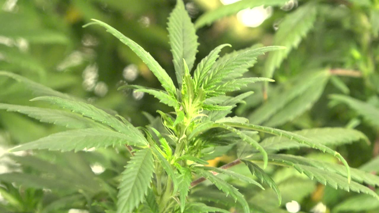 Close-up of green serrated leaves in sunlight.