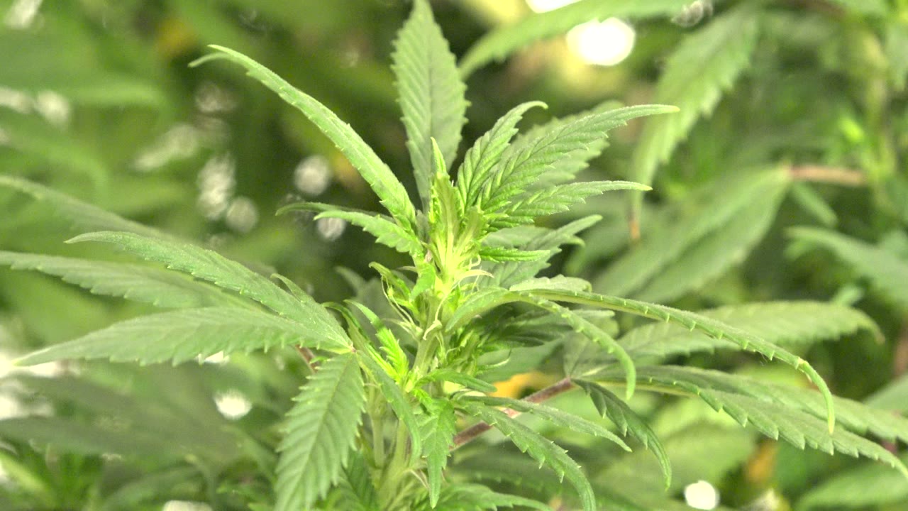 Green marijuana leaves remain centered in the Westminster, Colorado outdoor close-up, with pale sunlight catching the upper leaf edges and no visible people.