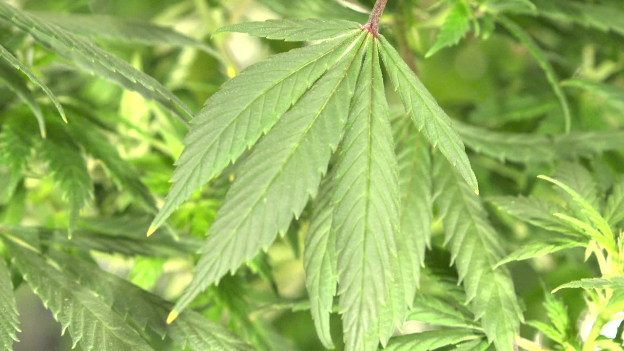 Close green serrated leaf among soft foliage.