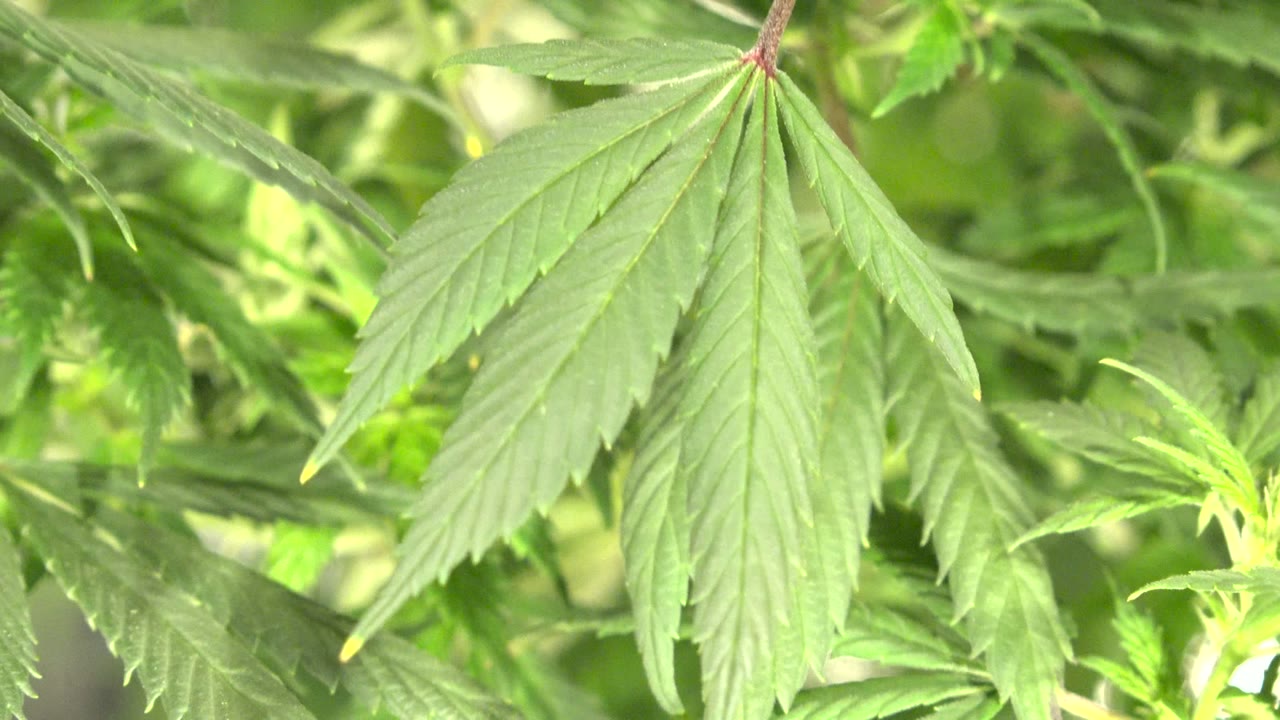 The green leaf remains centered in the Westminster, Colorado close-up, with its pointed lower lobes set against blurred plant growth and no visible people.