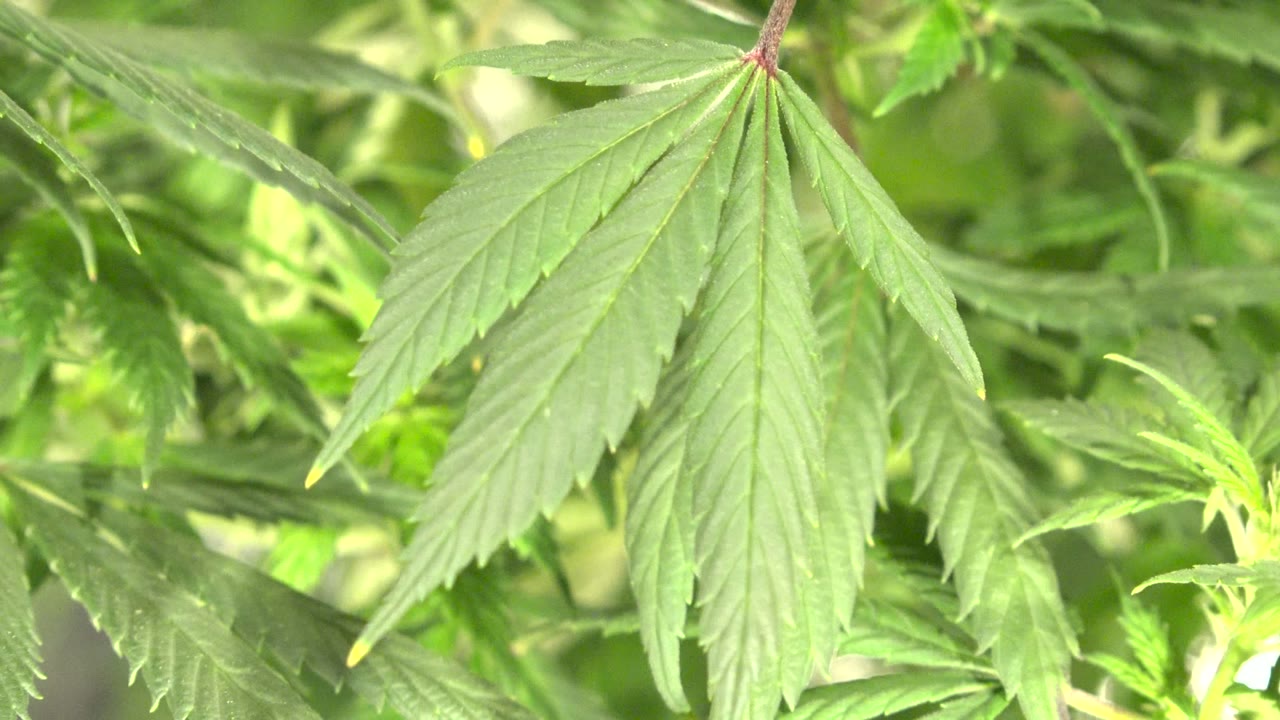Close green serrated leaves in bright daylight