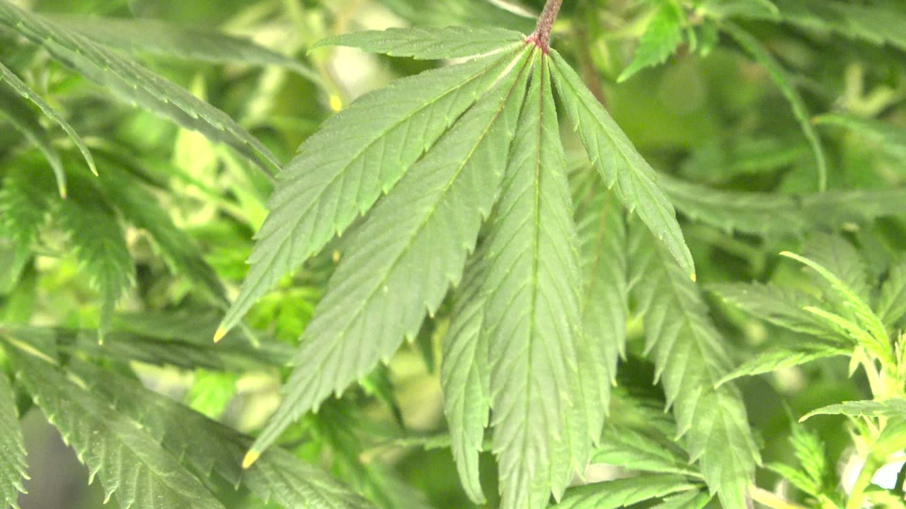 A large green leaf hangs near the center of the frame over blurred green foliage in Westminster, Colorado, with no visible people.