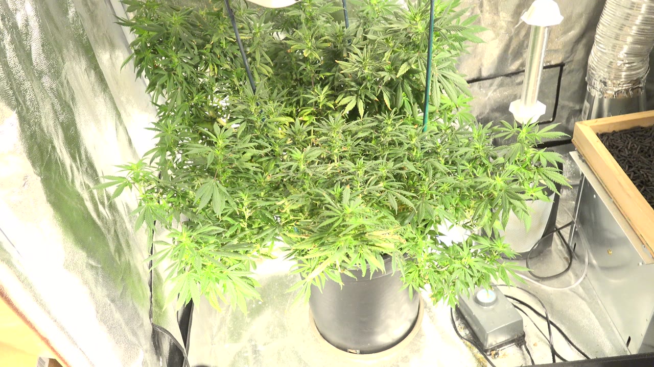 Overhead view of green leafy plants in a reflective indoor grow space in Westminster, Colorado, with bright lights, cords, pots, and no visible people.