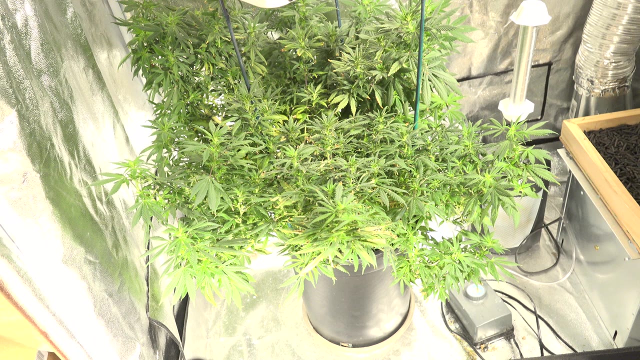 Leafy plants sit below bright hanging lamps and reflective wall covering in the Westminster, Colorado indoor grow setup, with no visible people.