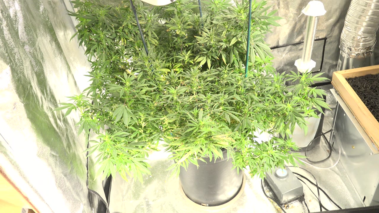 Indoor plant canopy with pots, cords, and bright lamps.