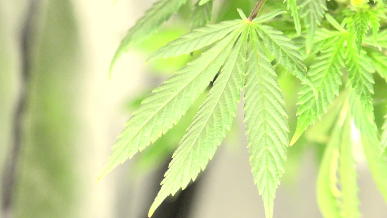 Close-up of bright green serrated leaves hanging in soft sunlight in Westminster, Colorado, with a blurred pale background and no visible people.