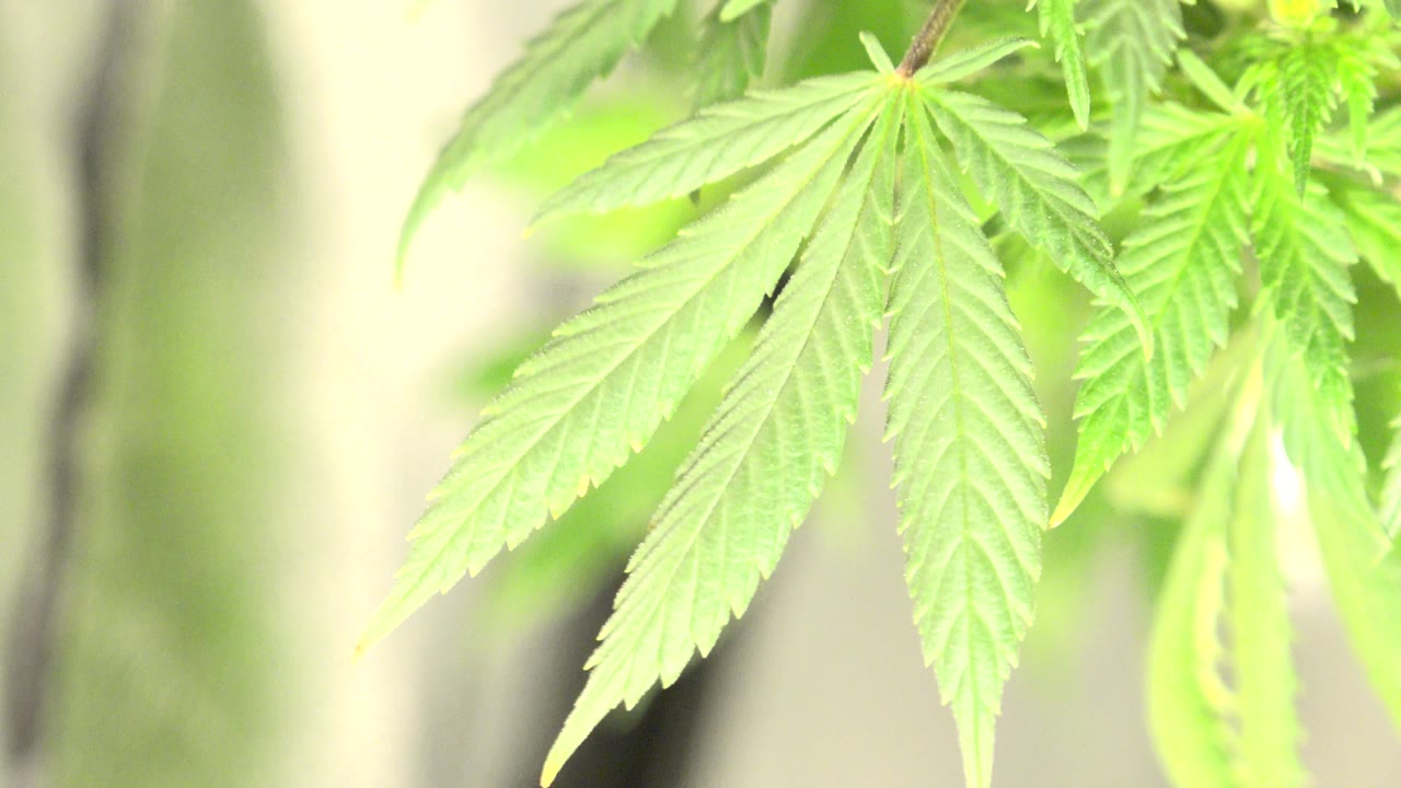 A similar close-up shows the central leaf angled slightly lower as the plant moves in the wind, with no visible people in frame.