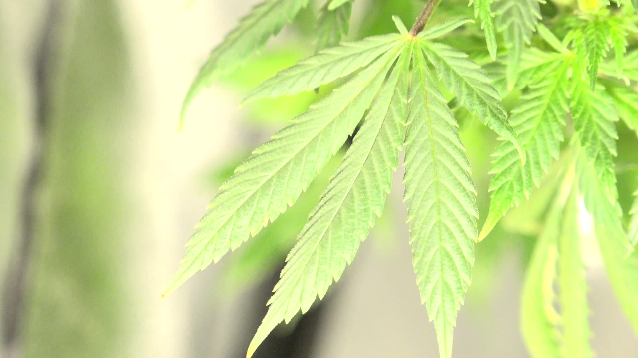 Serrated green leaf near the center of a bright frame
