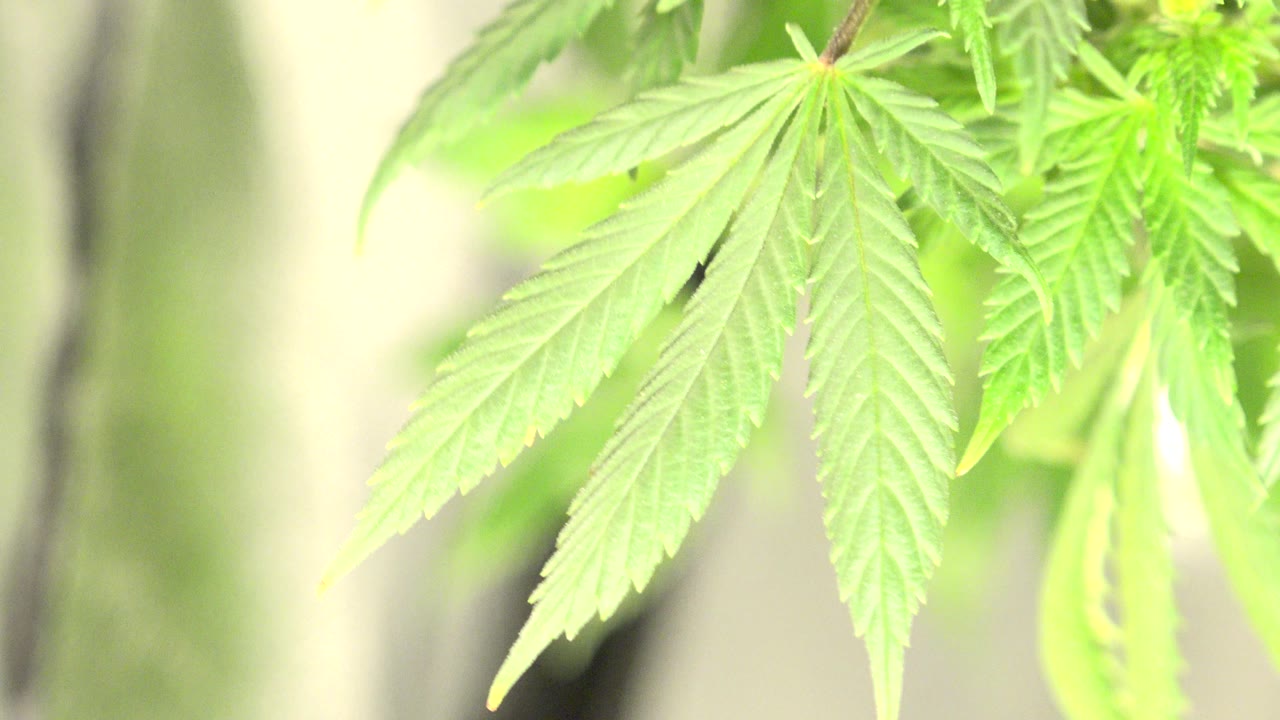 Close-up marijuana leaves in Westminster, Colorado, with bright green foliage, shallow focus, pale backlight, and no visible people.