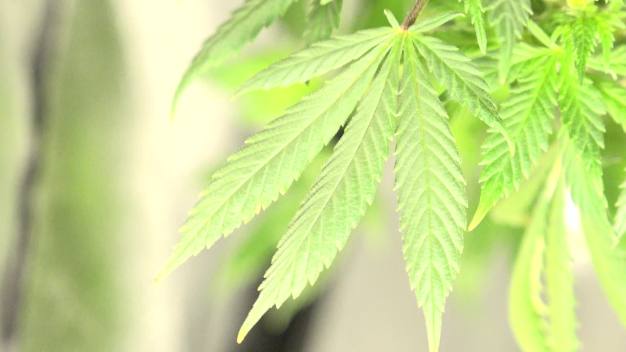 Marijuana leaf cluster lit by pale sunlight with soft greenery behind.
