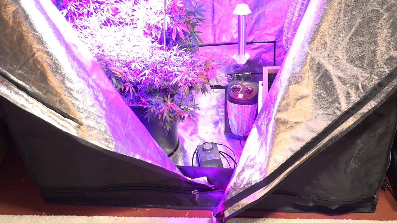 Open grow tent with cannabis plants under purple artificial light.