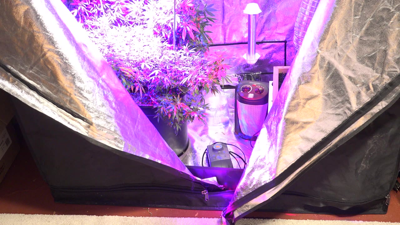 Reflective grow tent with leafy plants under purple artificial light.