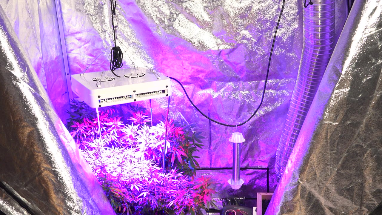 Opening frame of a Westminster, Colorado marijuana grow space with plants under a white hanging grow light, reflective silver walls, black cables, and no visible people.