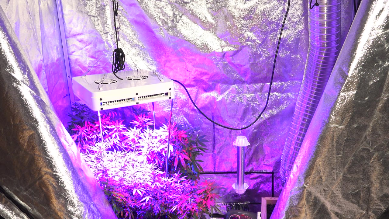 At 0:01, the grow light sits above marijuana plants while violet ultraviolet light reflects across the silver-lined Westminster, Colorado cultivation space with no visible people.