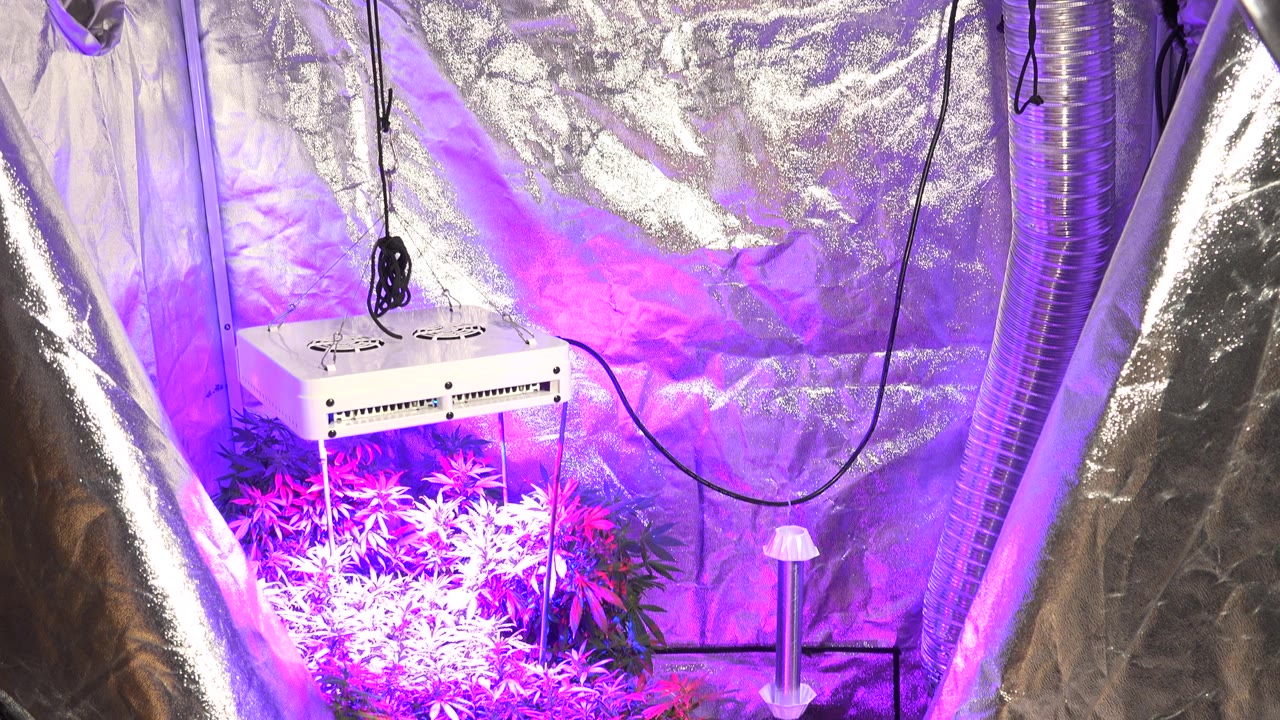 Indoor grow area with violet-lit plants, reflective walls, cables, and ducting.