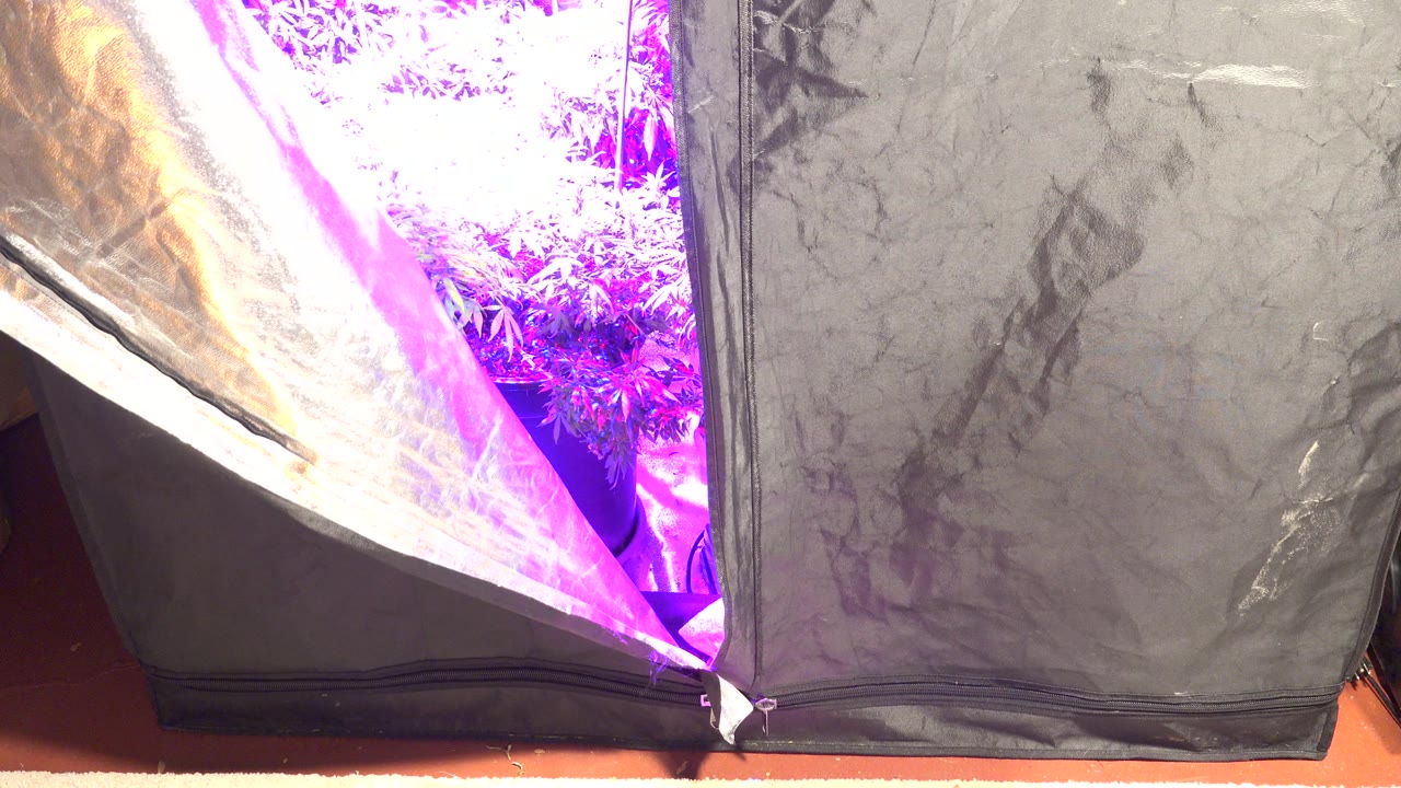 At 0:00, a reflective enclosed plant chamber in Westminster, Colorado opens onto purple artificial light and leafy plants, with no visible people.