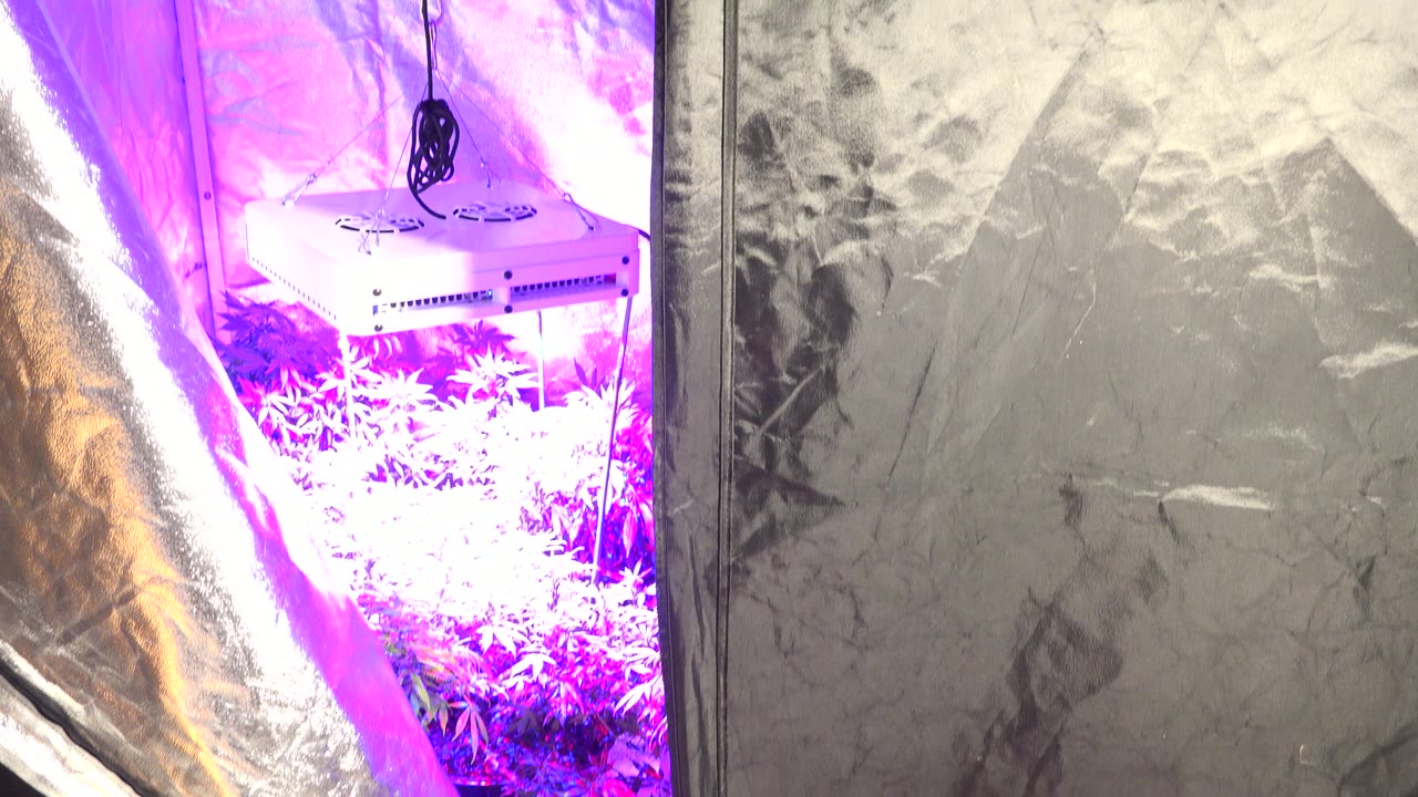 White grow light glowing purple over plants inside reflective tent