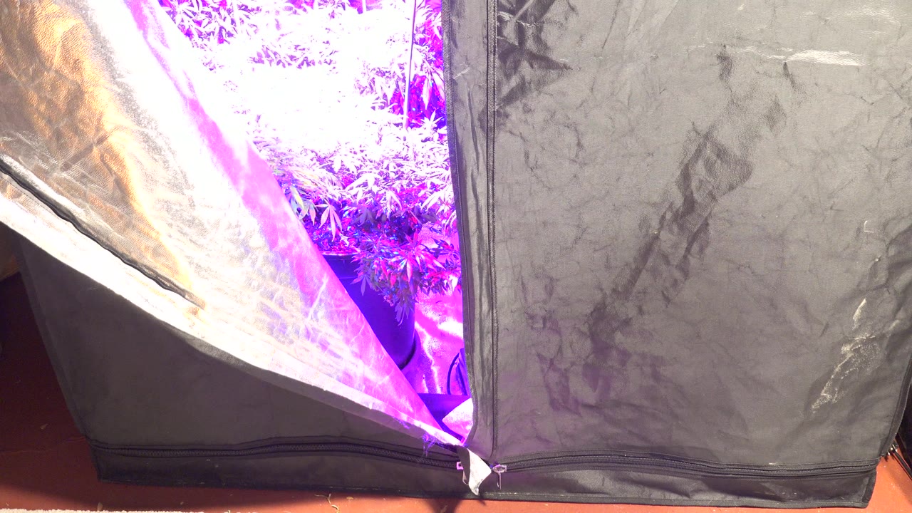 Reflective grow tent opening with purple-lit plants inside.