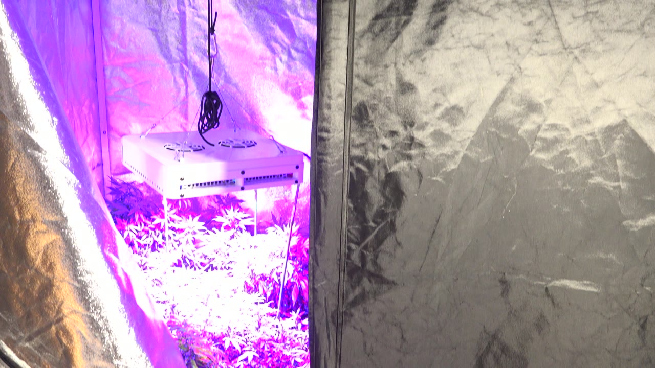 Purple LED light glows inside a reflective grow tent in Westminster, Colorado, with leafy plants below the white fixture and no visible people.