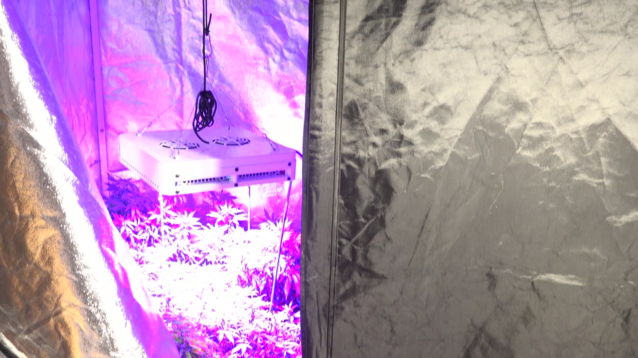A crinkled reflective tent wall fills most of the Westminster frame, with purple grow light spilling in from the left edge and no visible people.