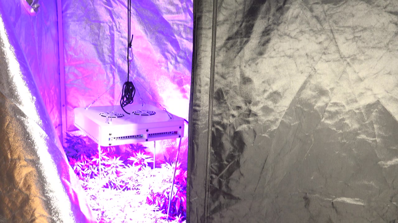 White grow light hangs over plants in a purple-lit tent.
