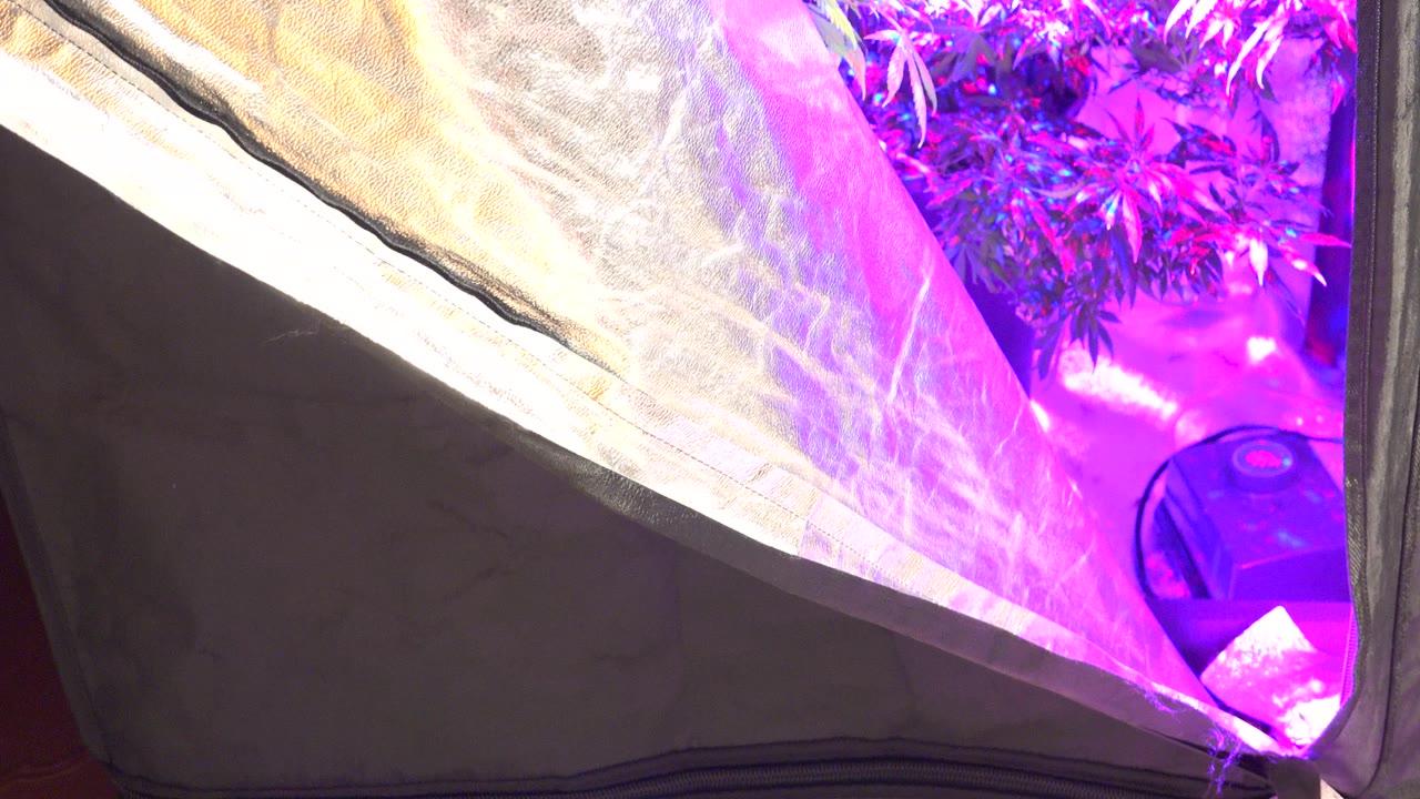 Reflective grow-tent fabric fills the left side while purple-lit leafy plants sit behind it in Westminster, Colorado, with no visible people in this frame.