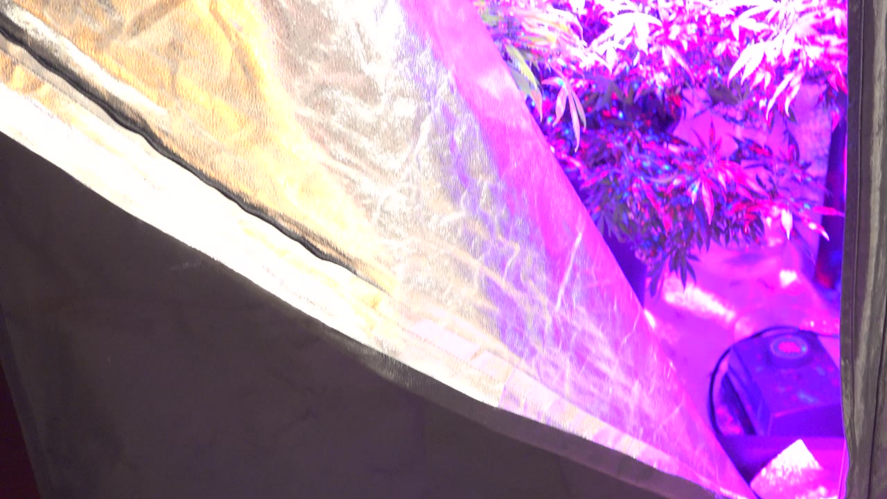 Grow tent opening with purple-lit plants in back.