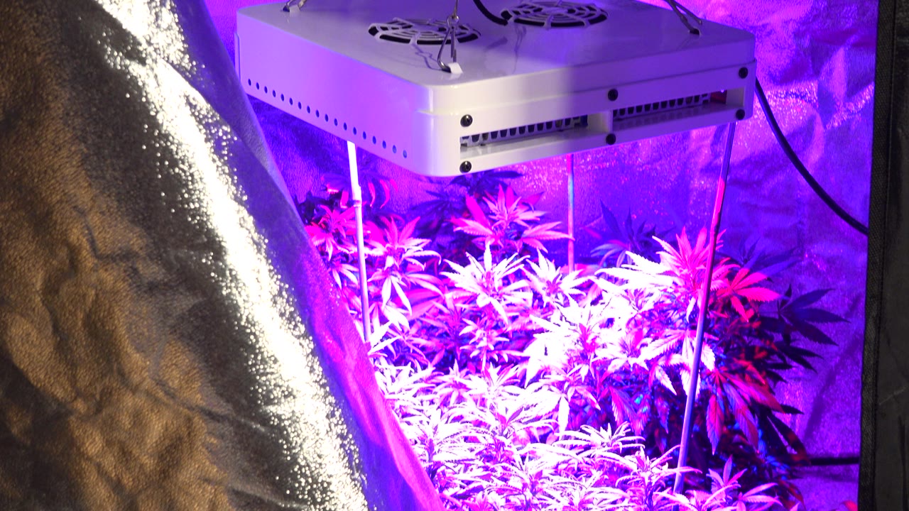 White grow light above cannabis plants inside a reflective tent