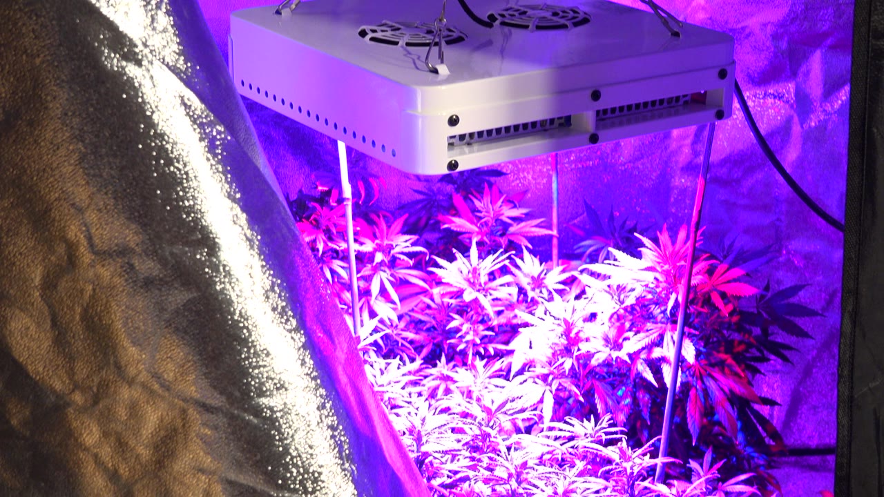 The grow tent view holds on the white overhead light, reflective side wall, and cannabis leaves glowing under purple artificial light, with no visible people.