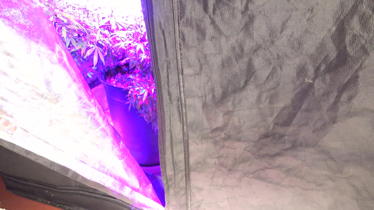Purple grow light beside wrinkled reflective cloth and leafy plants