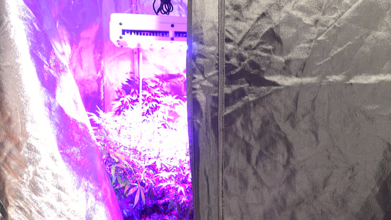 A close view of the reflective silver wall lining in the Westminster indoor grow room, with purple light visible at the left edge and no visible people.