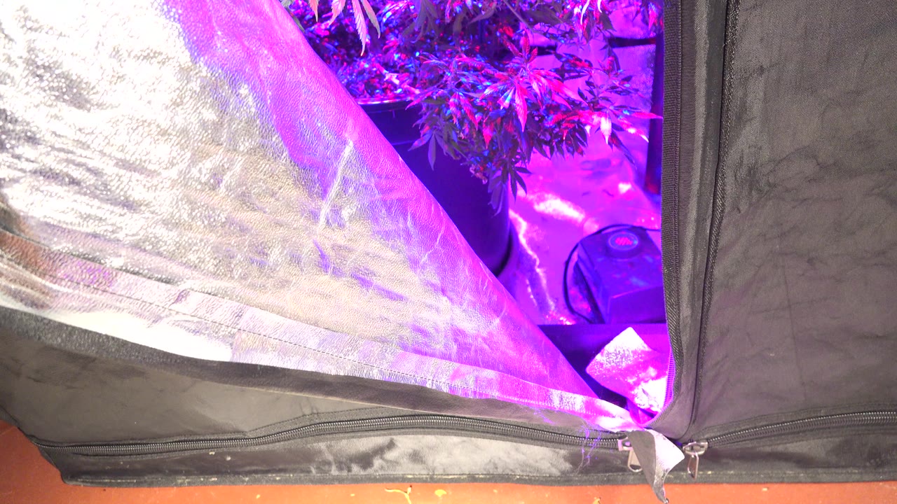 A reflective fabric panel hangs diagonally across a grow tent opening in Westminster, Colorado, with purple-lit plants visible behind it and no visible people.