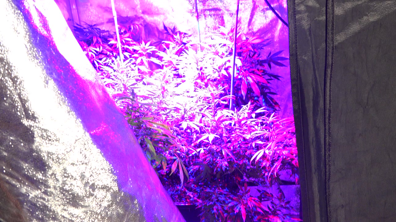 Leafy plants under violet light inside a reflective grow tent.