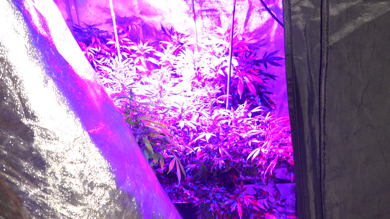 A close view of purple-lit indoor plants fills the right side while a reflective silver tent wall dominates the left in Westminster, Colorado, with no visible people.