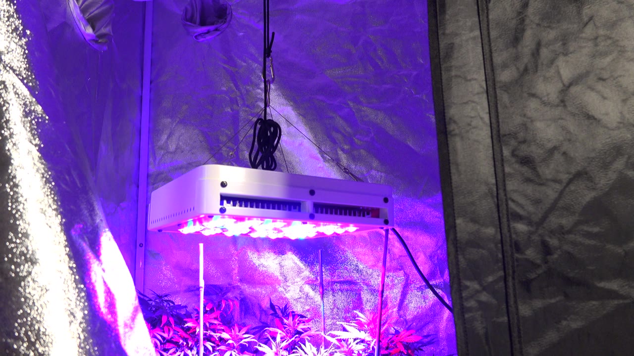 At 0:00 in Westminster, Colorado, a white grow light shines purple light onto indoor plants inside a reflective silver enclosure, with no visible people.