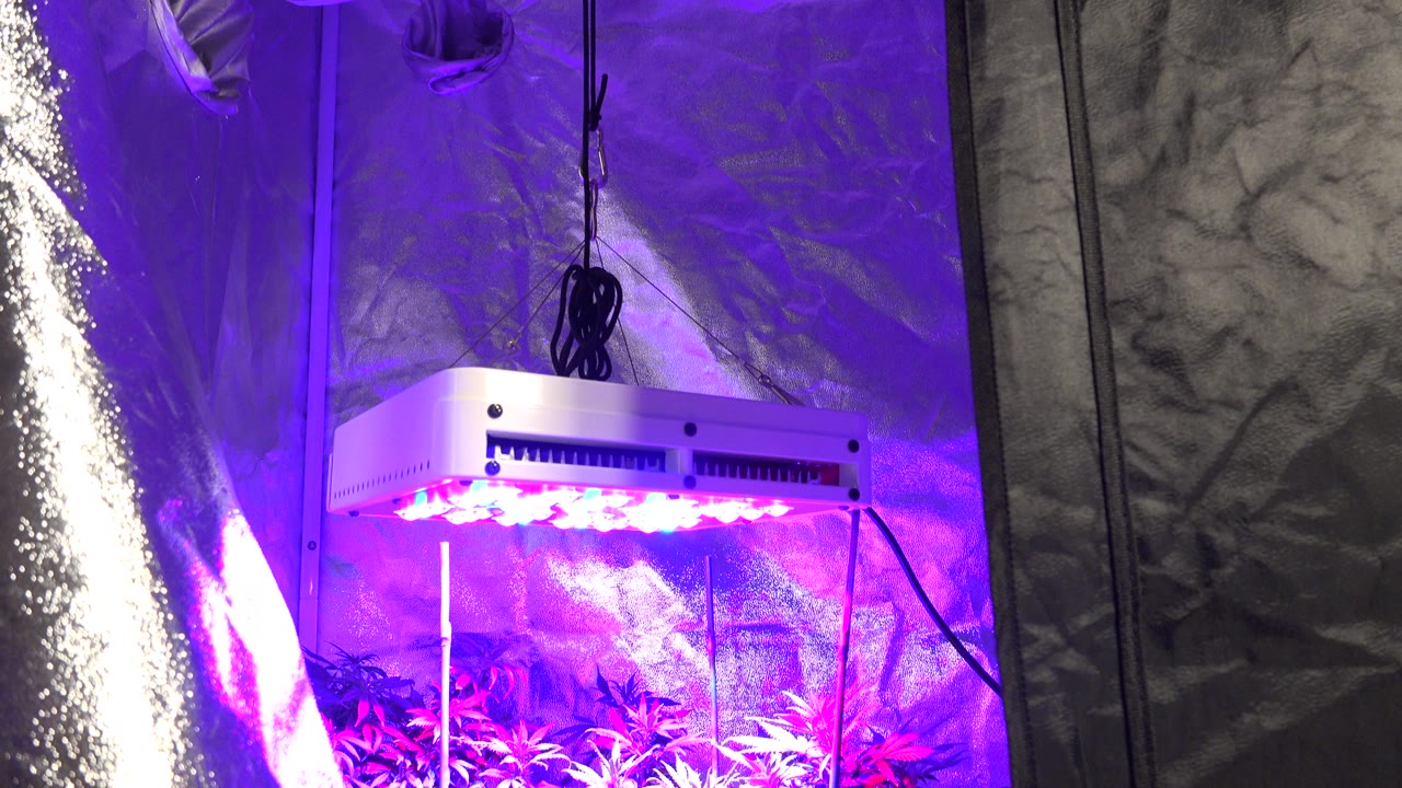 At 0:01 in Westminster, Colorado, the white light fixture remains centered above plant tops while purple illumination reflects across the silver wall, with no visible people.