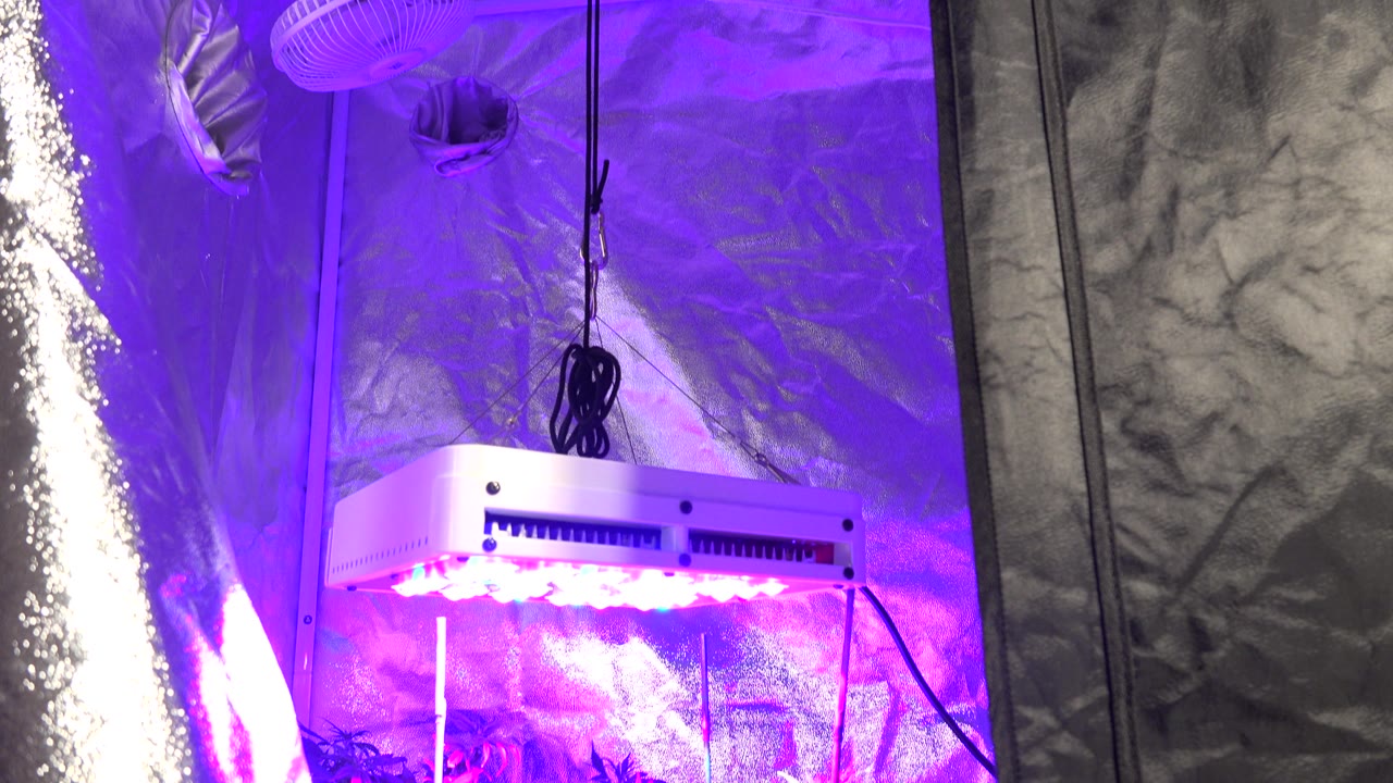 Grow light near the top of a purple-lit reflective tent.