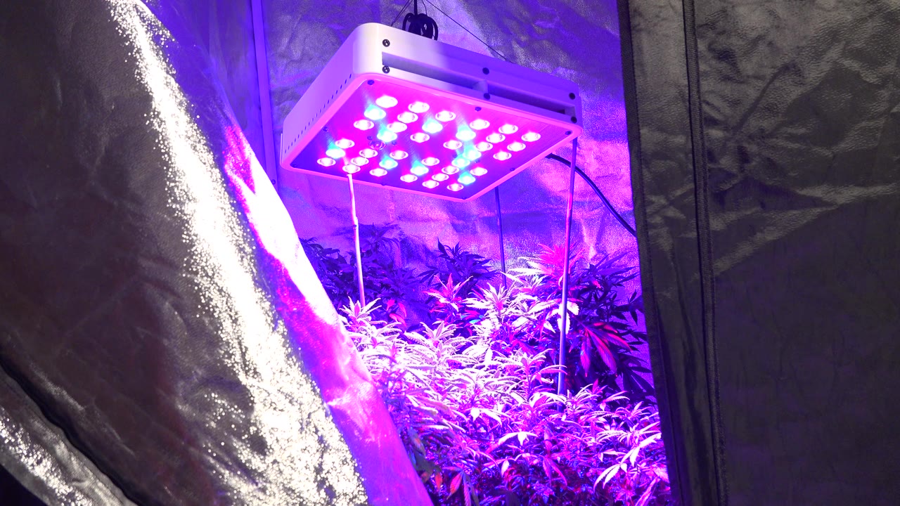Opening frame of a Westminster, Colorado indoor grow tent with a white LED panel casting purple and blue light over leafy plants, no visible people.