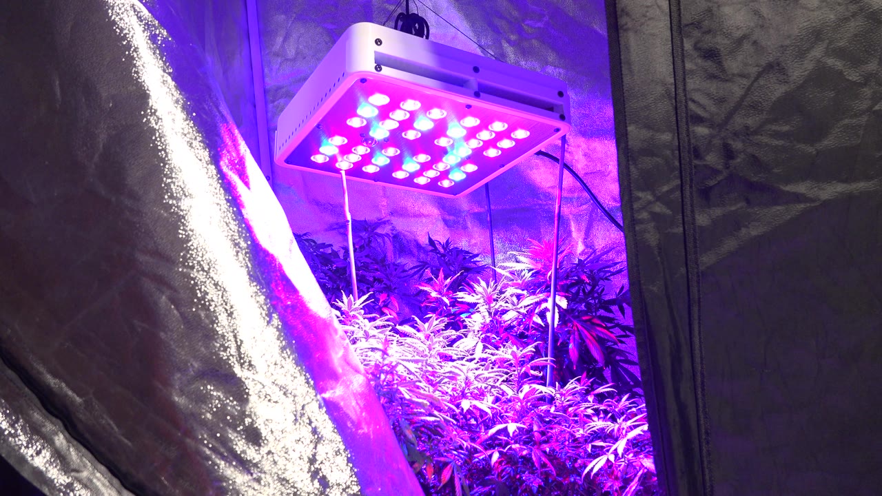 A second view in the Westminster, Colorado clip shows the reflective flap taking more of the foreground while the LED panel lights the plants at right, no visible people.
