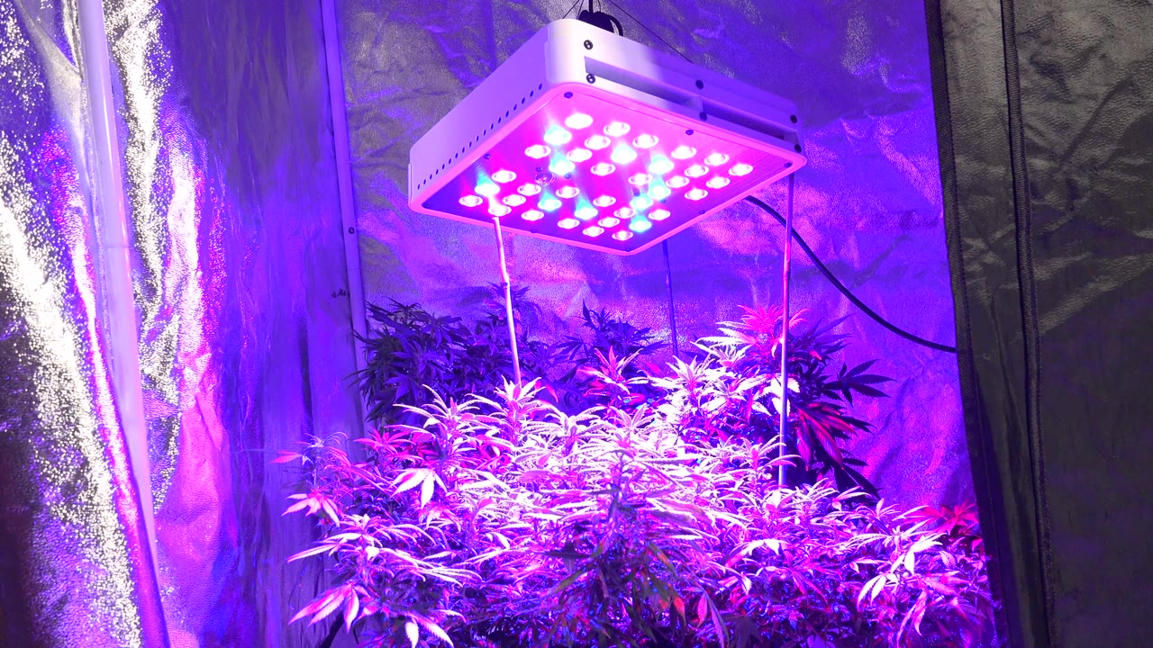 At 0:00, a pink and blue LED grow lamp hangs above dense leafy plants inside a reflective grow tent in Westminster, Colorado, with no visible people.