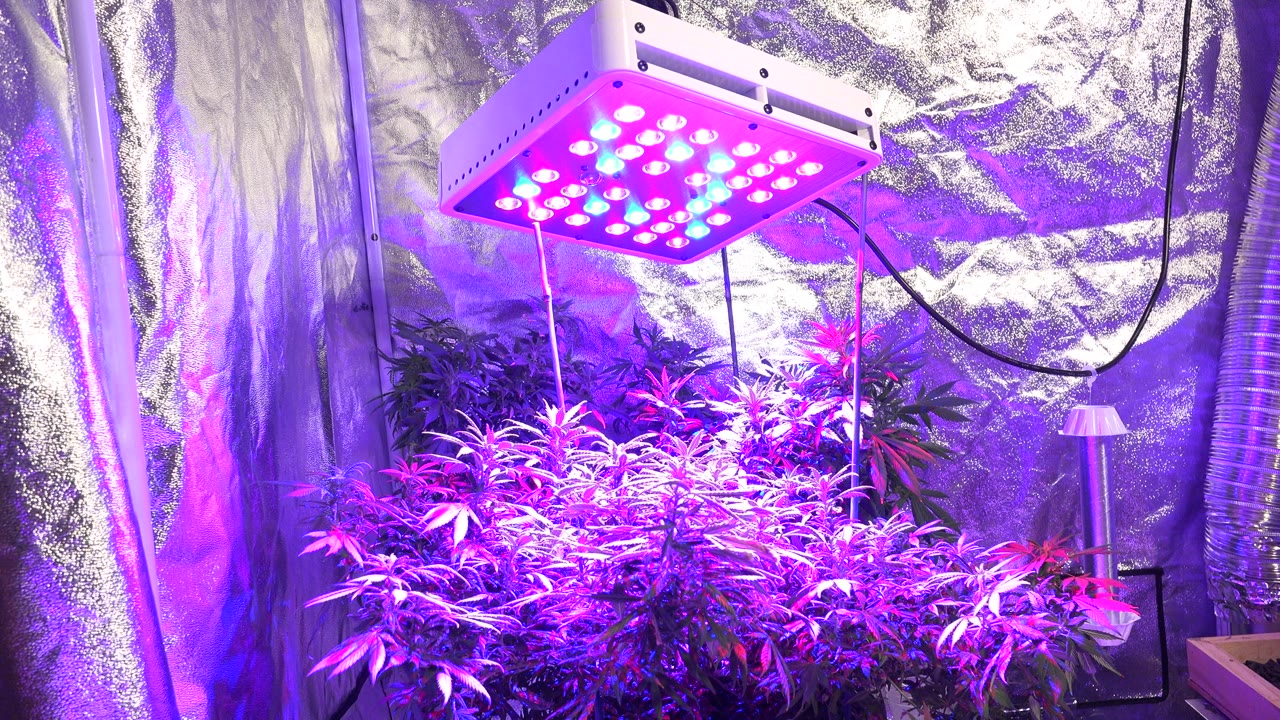 Cannabis plants under a pink and blue LED grow light in a reflective room.