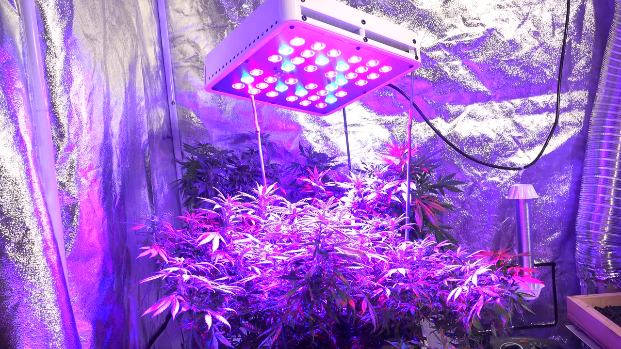 Leafy plants under purple LED grow lights inside a reflective tent.
