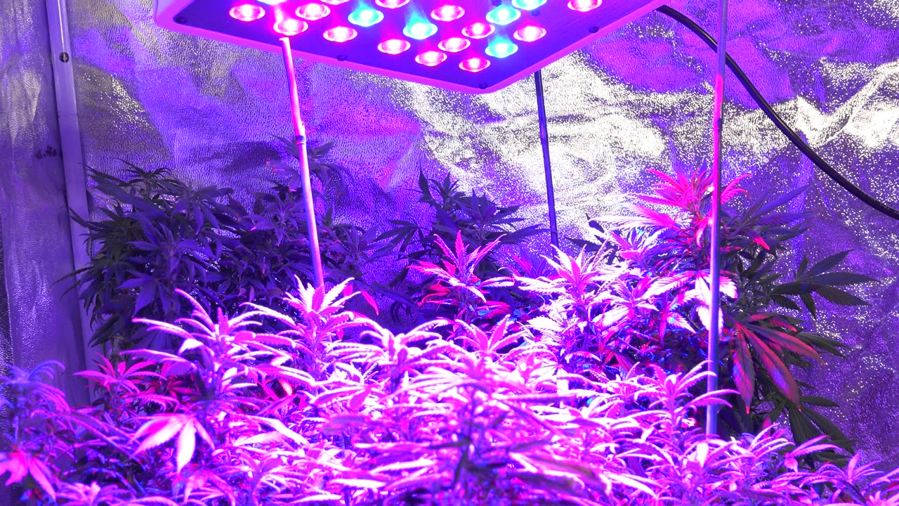 Cannabis plants under purple LED grow lights in a reflective tent.