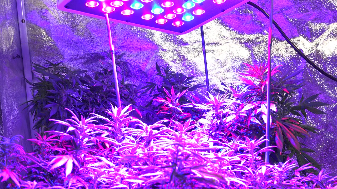 Cannabis leaves fill the lower frame in the Westminster grow room, with magenta-blue LED light from above and reflective silver wall material visible in back, with no visible people.