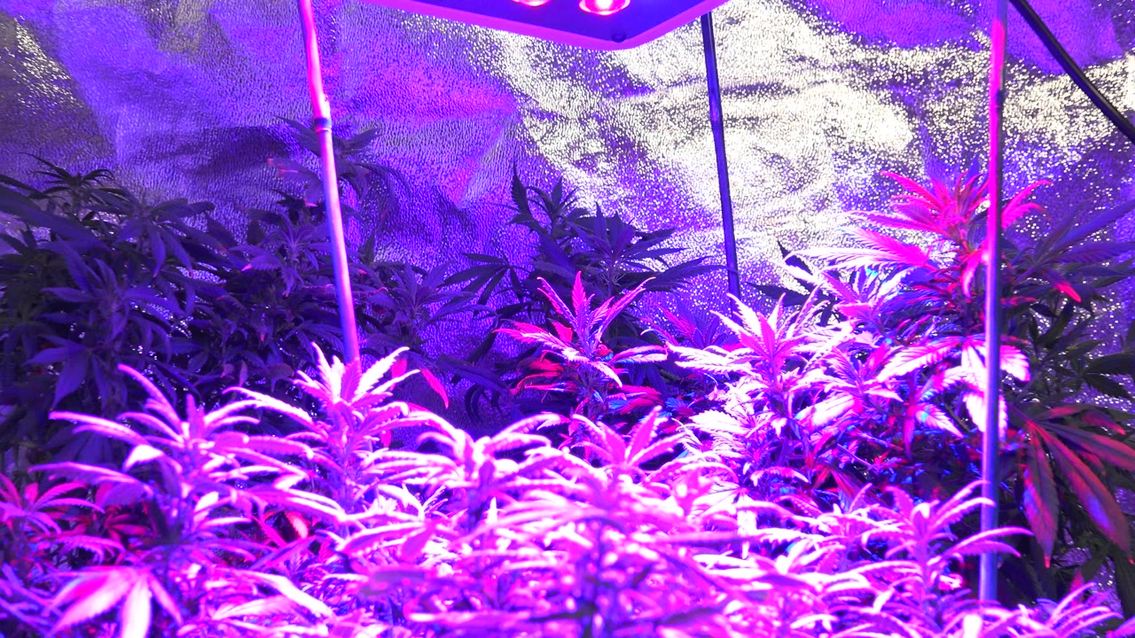 Wide view of cannabis foliage inside a Westminster, Colorado greenhouse, lit by saturated magenta grow lights with reflective material behind the plants and no visible people.