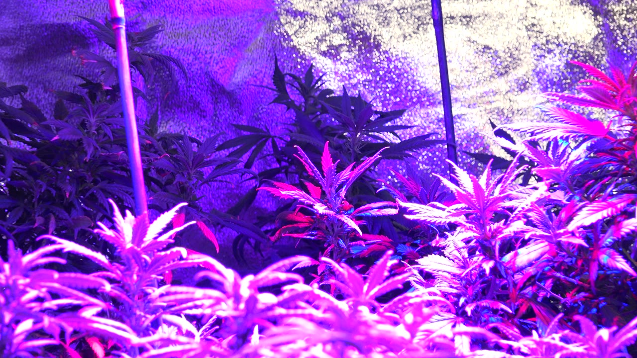 Dense cannabis foliage beneath bright magenta grow lamps.