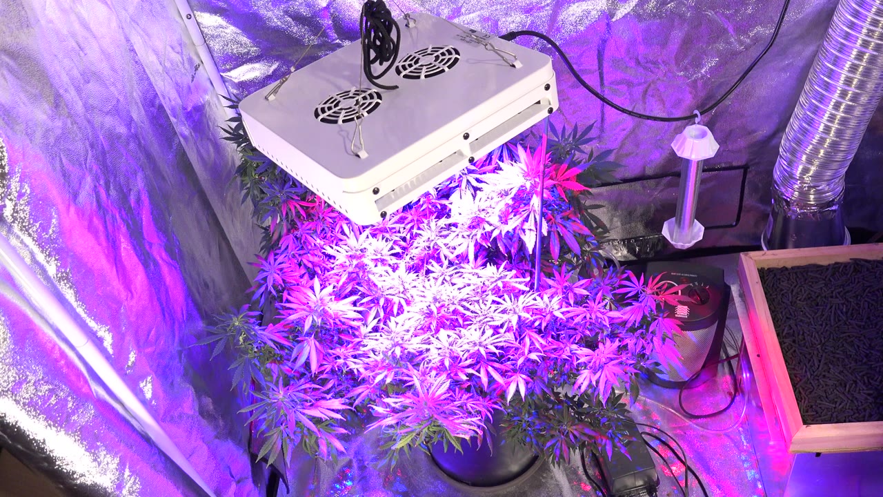 At 0:00, leafy potted plants sit under a white LED grow light inside a reflective indoor setup in Westminster, Colorado, with no visible people.