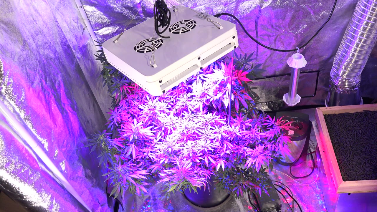 At 0:01, the indoor Westminster grow area remains framed from above, with purple-lit plants, a white light fixture, ducting, cables, and no visible people.